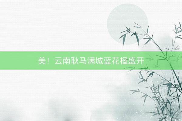 美！云南耿马满城蓝花楹盛开
