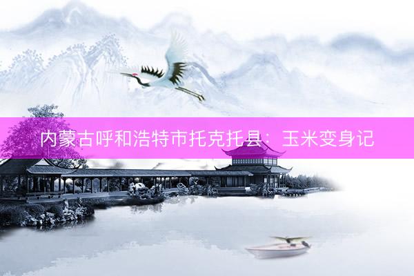 内蒙古呼和浩特市托克托县：玉米变身记